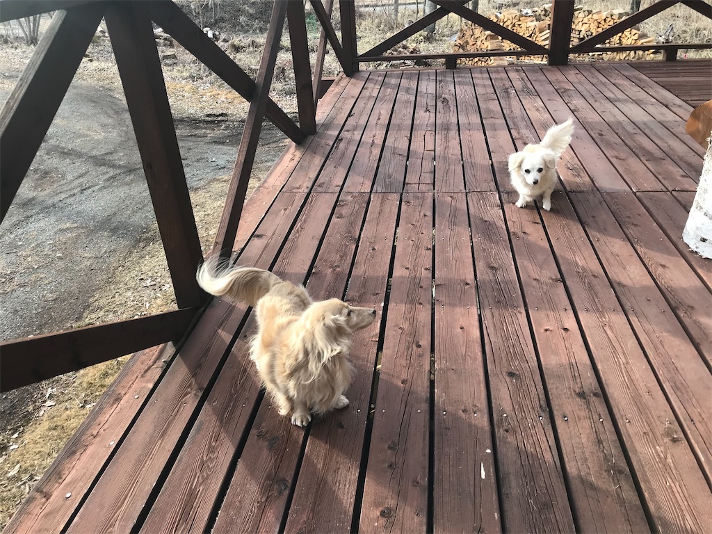 f:id:captaindog082:20200215164601j:image