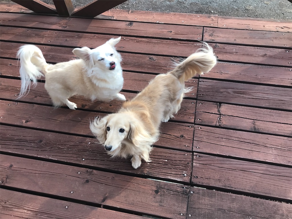 f:id:captaindog082:20200215164609j:image