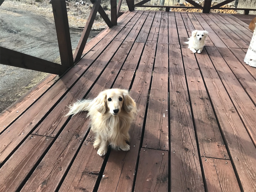 f:id:captaindog082:20200215164613j:image