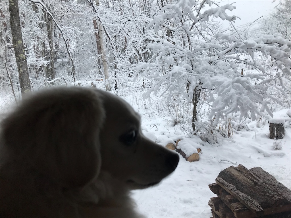 f:id:captaindog082:20200317172703j:image