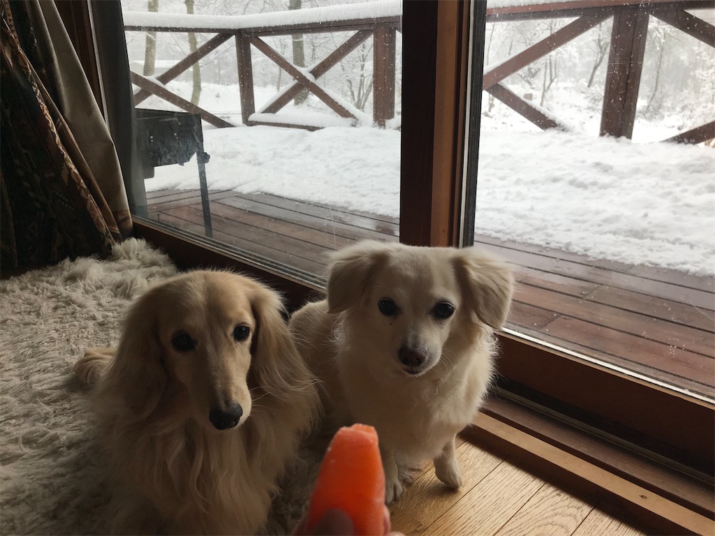 f:id:captaindog082:20200317172715j:image