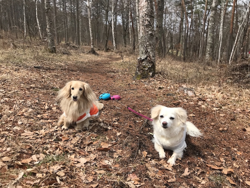 f:id:captaindog082:20200412145107j:image