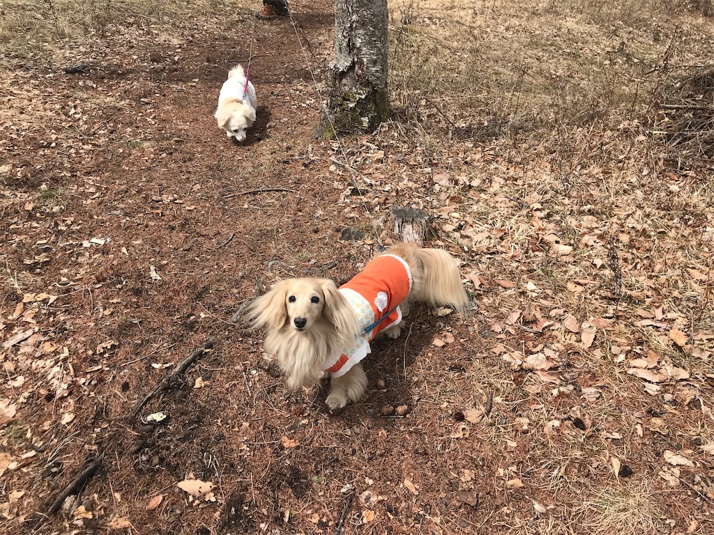f:id:captaindog082:20200412145112j:image