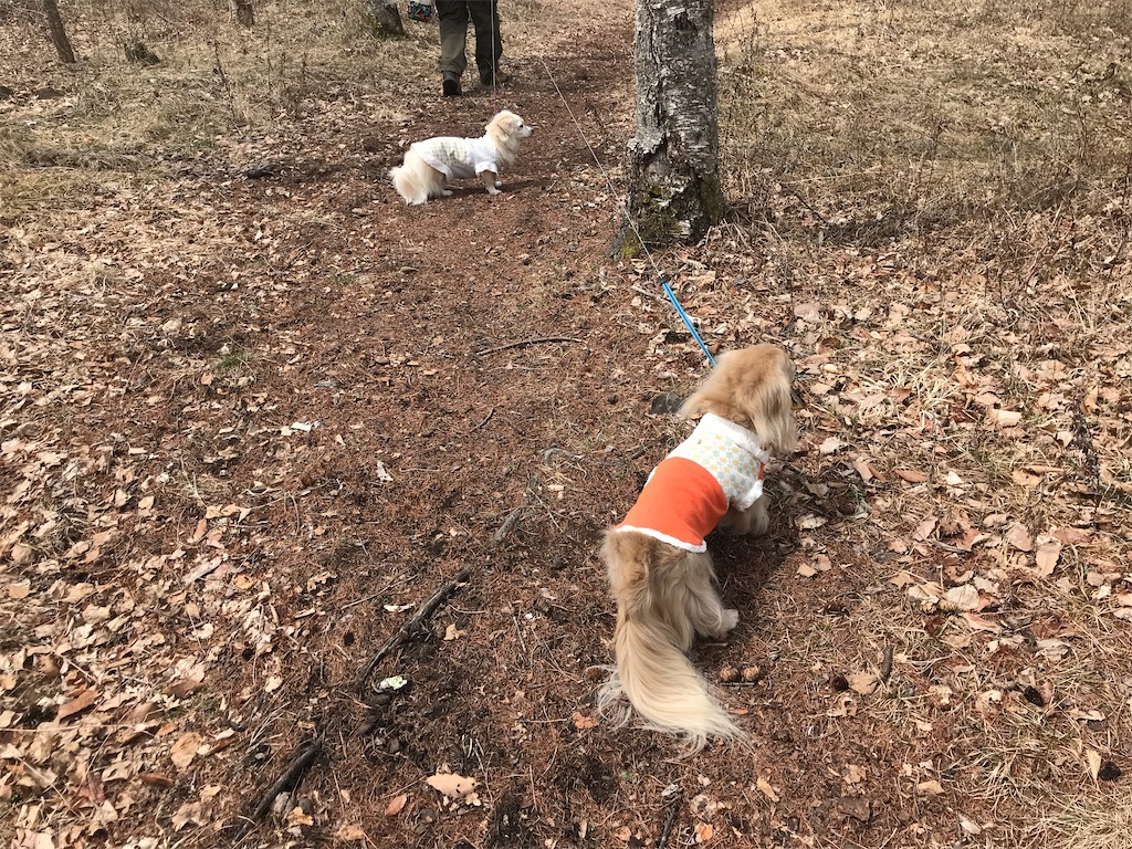 f:id:captaindog082:20200412145116j:image