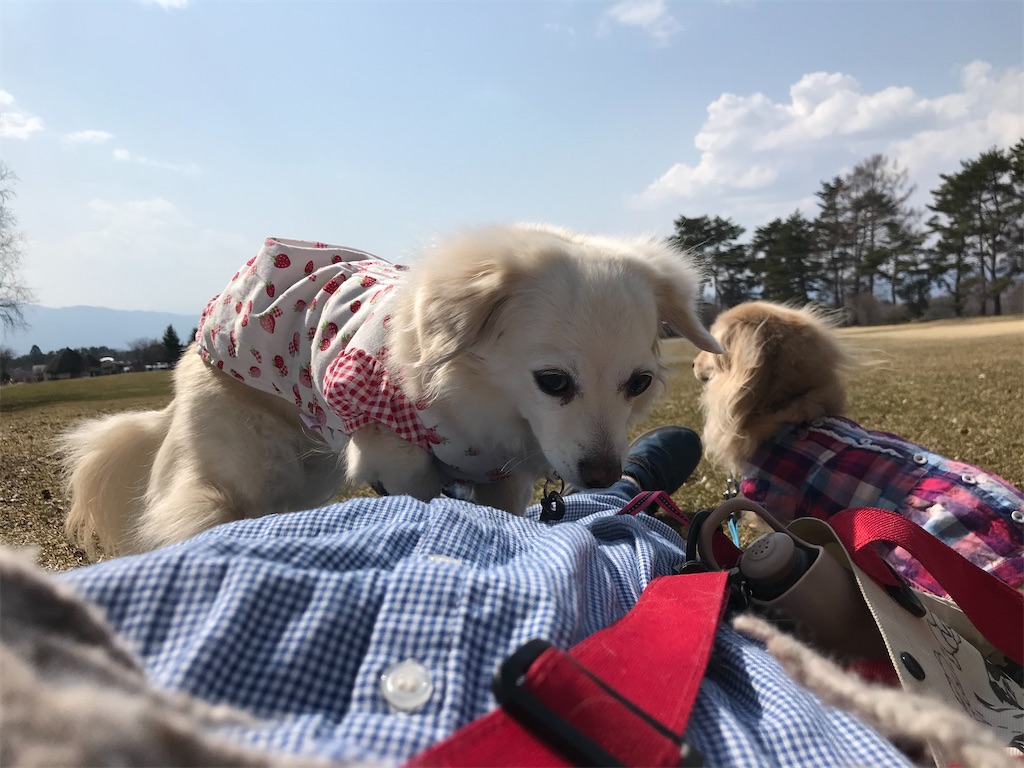 f:id:captaindog082:20200416164353j:image