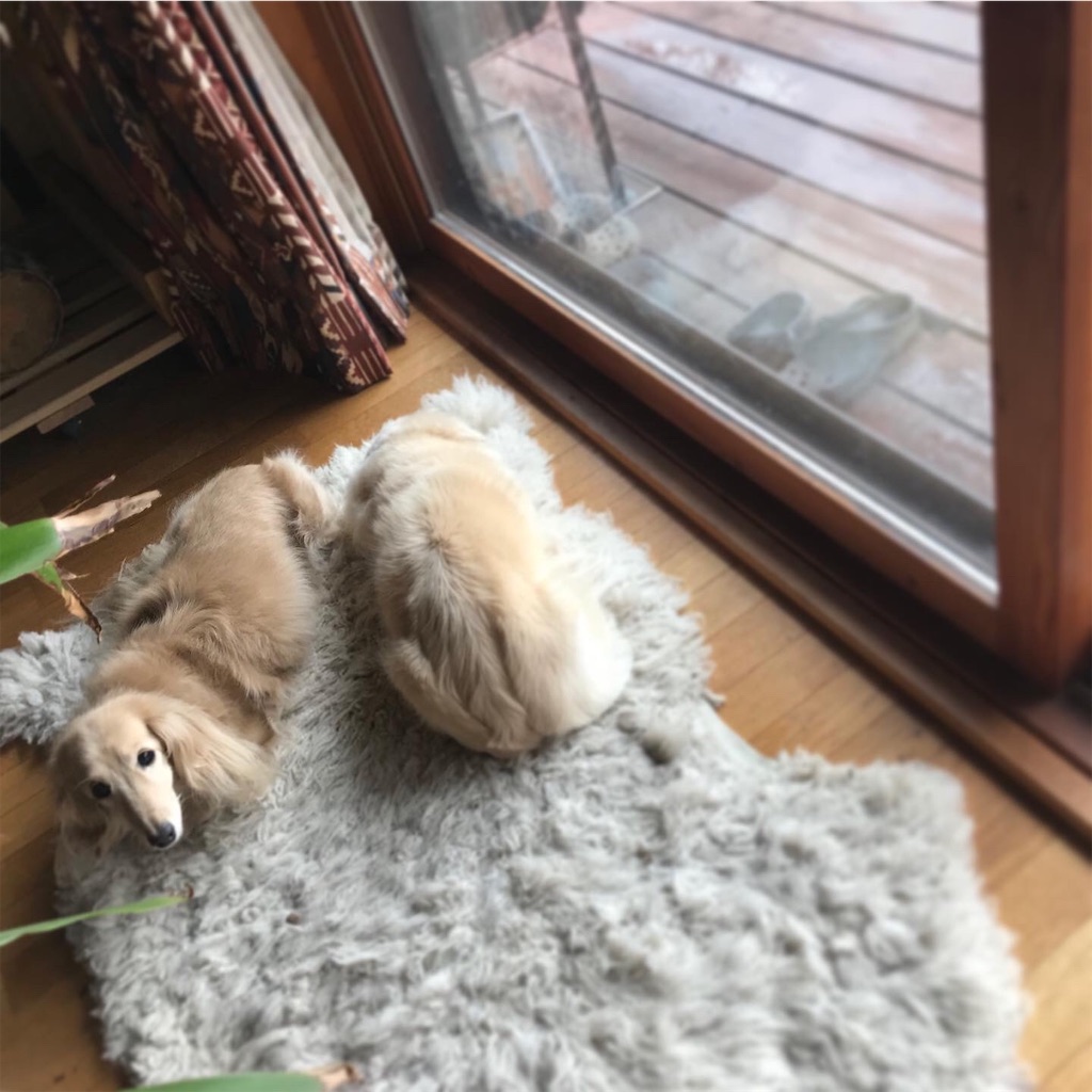f:id:captaindog082:20200420182943j:image