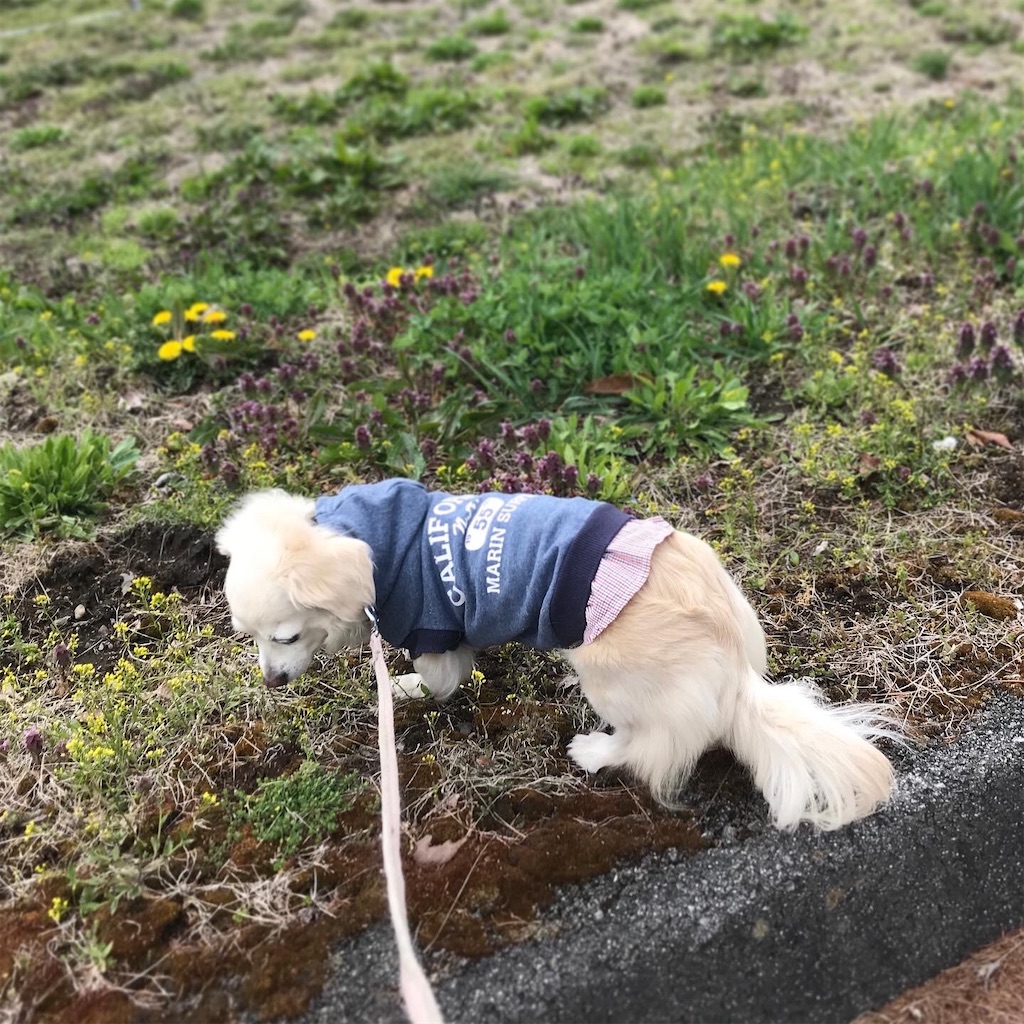 f:id:captaindog082:20200422131552j:image