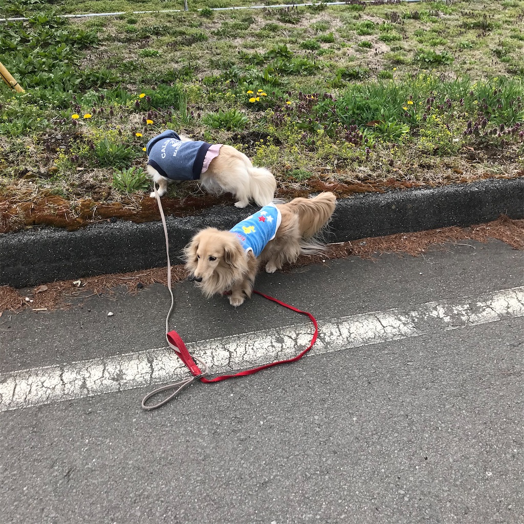 f:id:captaindog082:20200422131620j:image