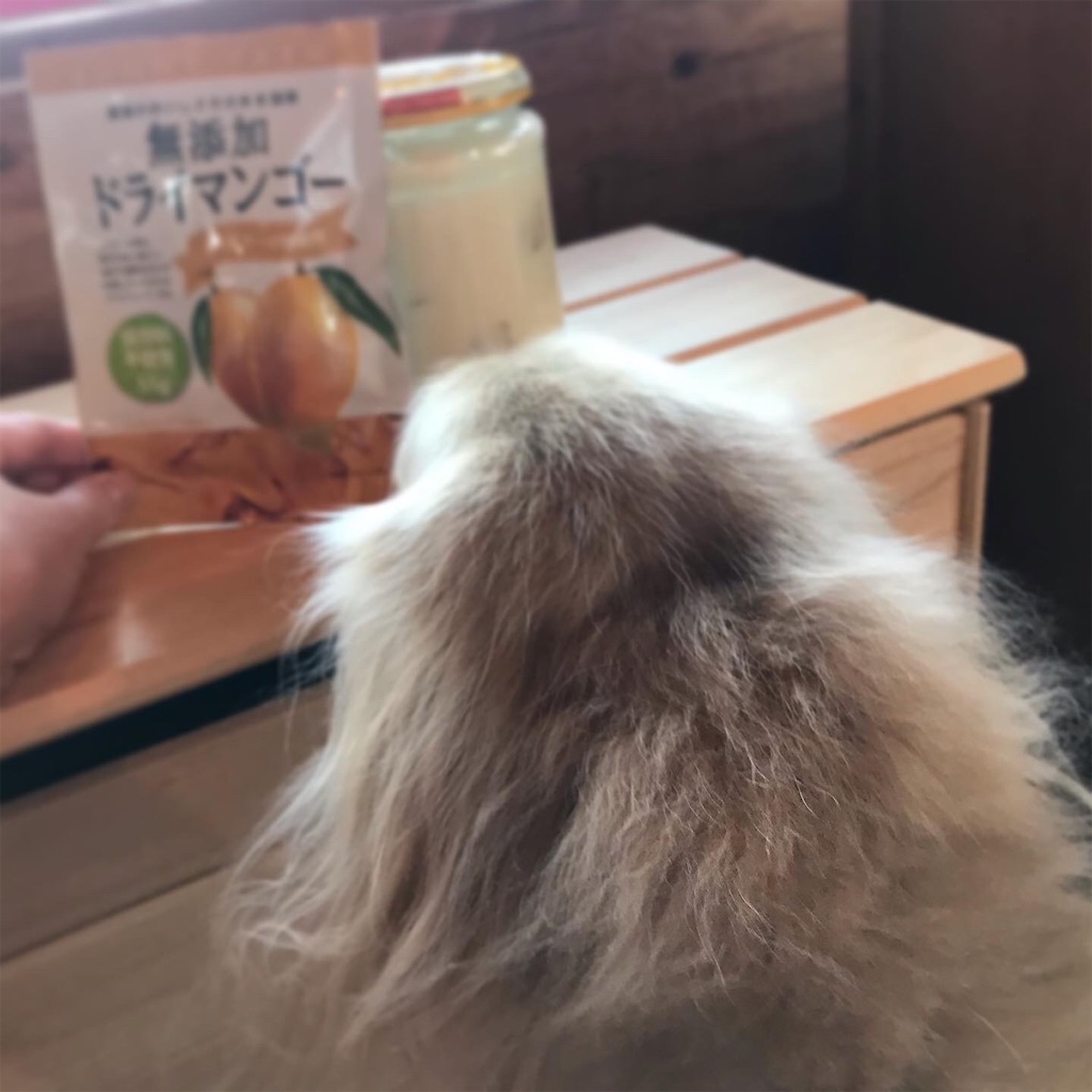 f:id:captaindog082:20200423081512j:image