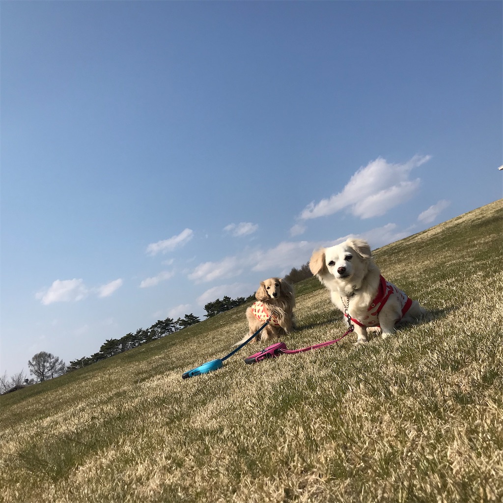 f:id:captaindog082:20200430103911j:image