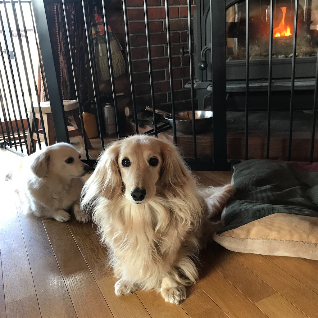f:id:captaindog082:20200504115755j:image f:id:captaindog082:20200504115755j:image