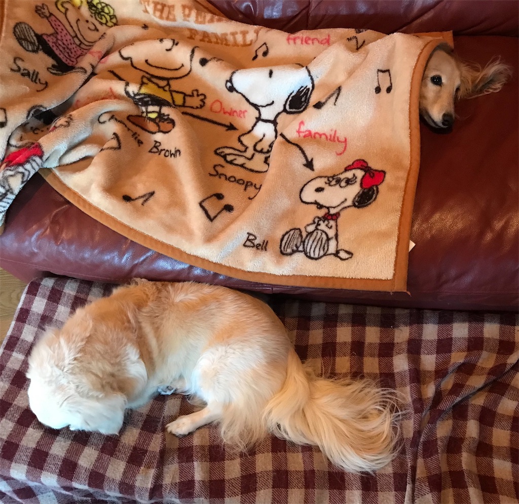 f:id:captaindog082:20200603064748j:image