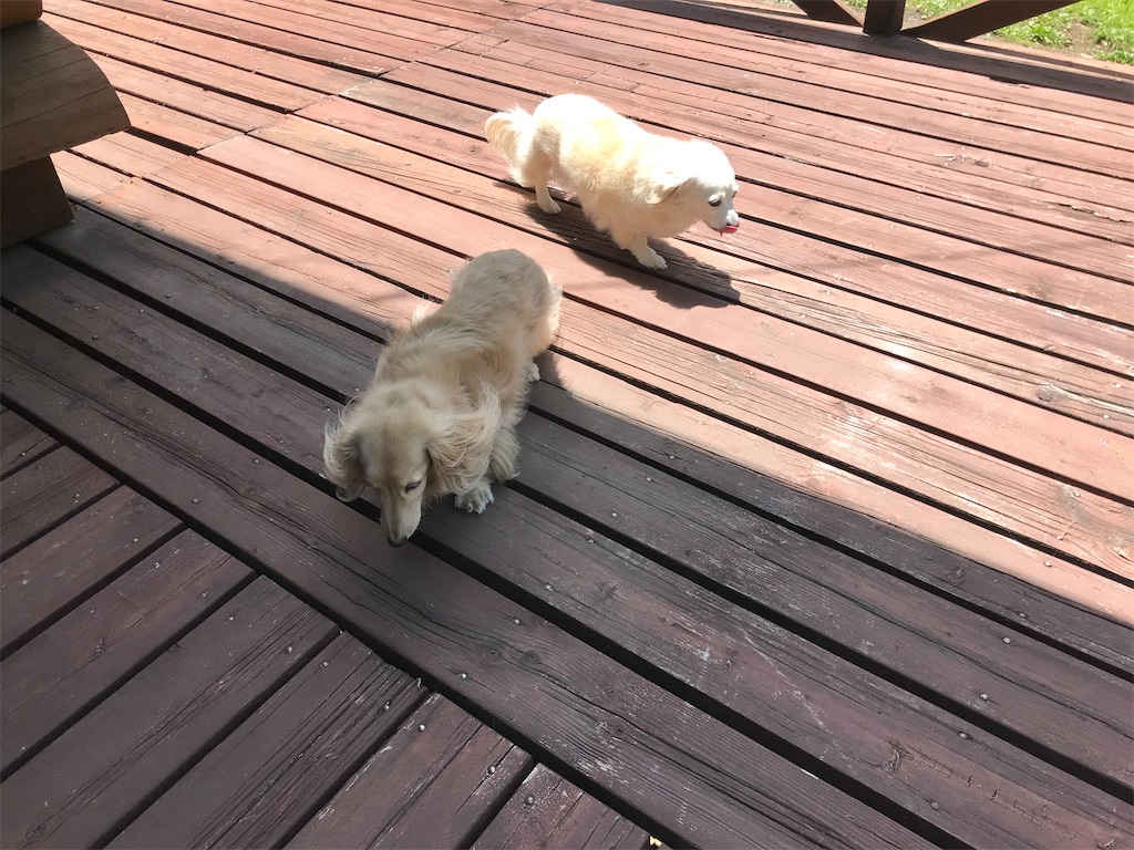 f:id:captaindog082:20200607140107j:image