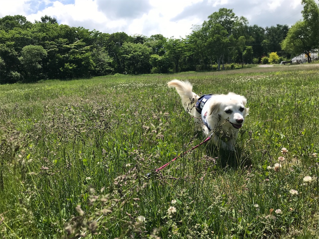 f:id:captaindog082:20200607140125j:image