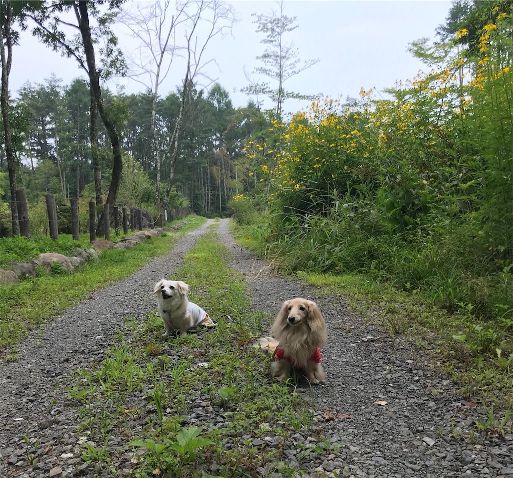 f:id:captaindog082:20200808135437j:image