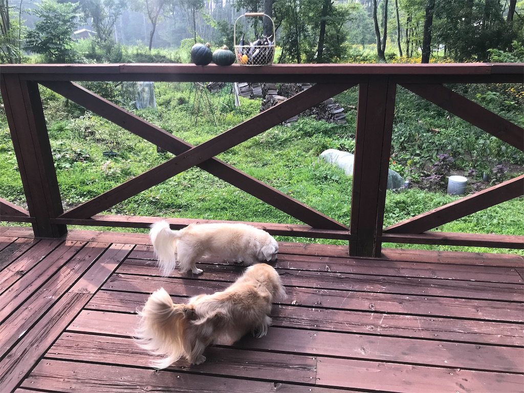 f:id:captaindog082:20200808184145j:image
