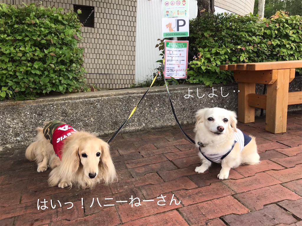 f:id:captaindog082:20200809214654j:image