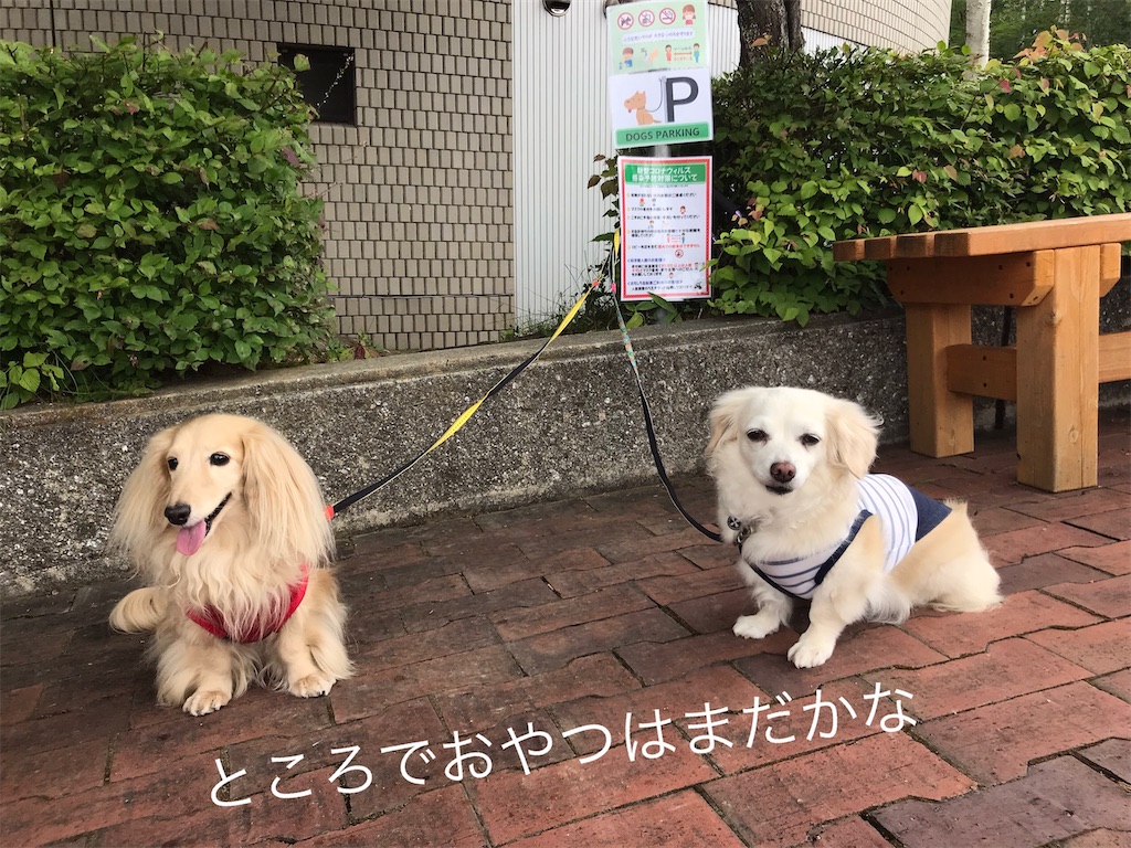 f:id:captaindog082:20200809214659j:image