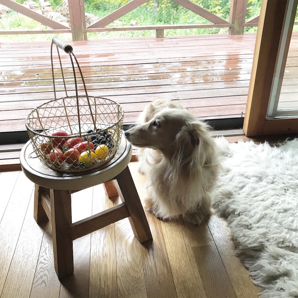 f:id:captaindog082:20200812152125j:image f:id:captaindog082:20200812152125j:image