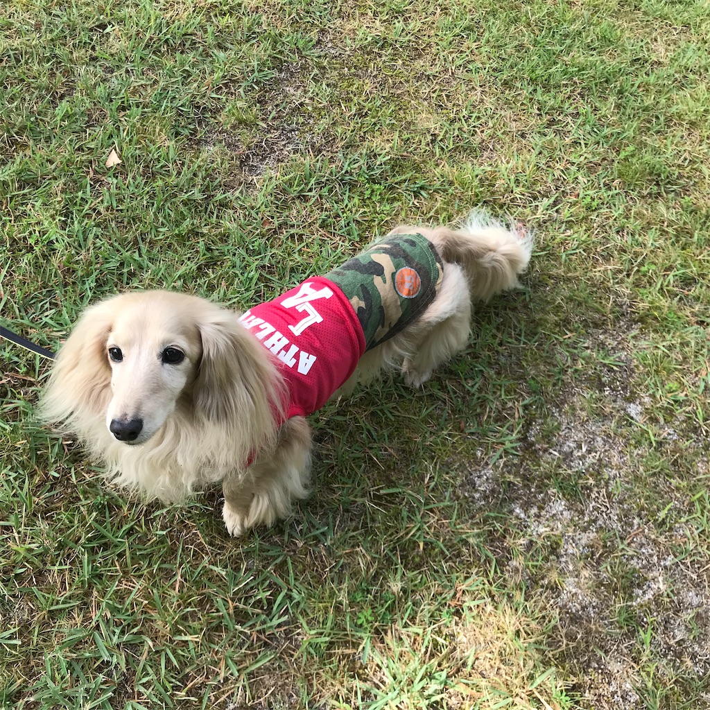 f:id:captaindog082:20200813085526j:image