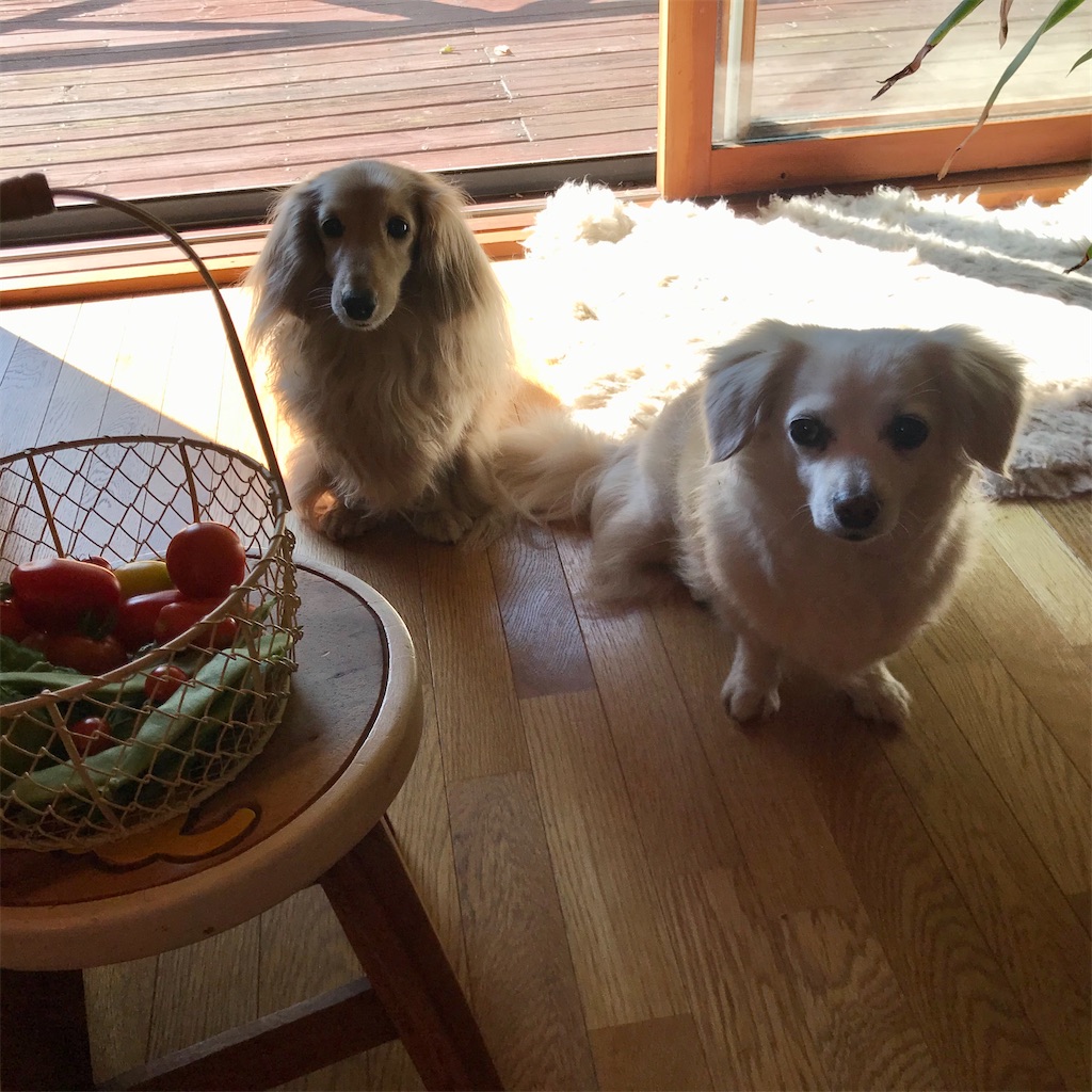 f:id:captaindog082:20200816190136j:image