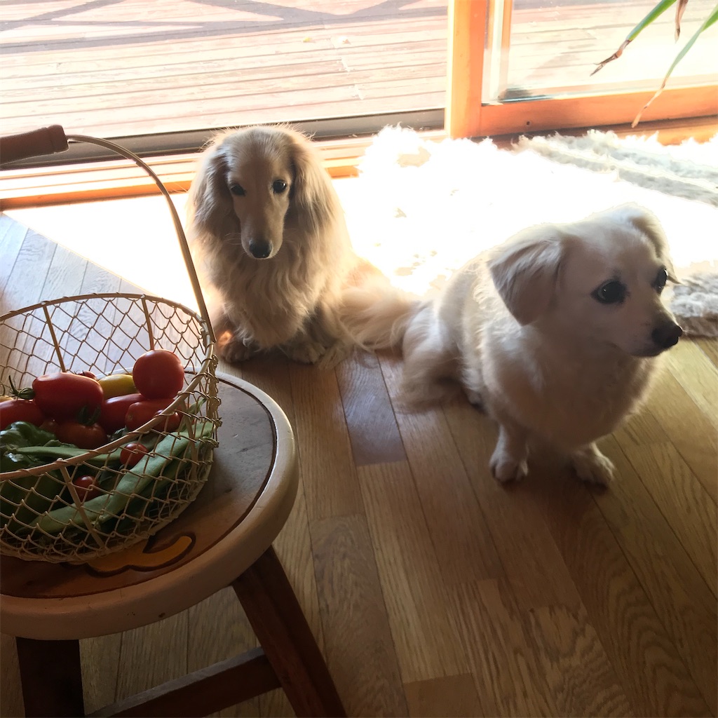 f:id:captaindog082:20200816190141j:image