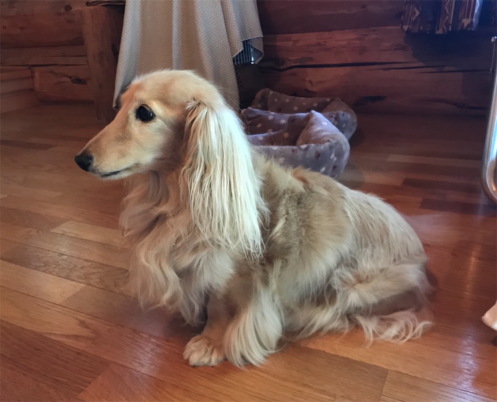 f:id:captaindog082:20200830182040j:image