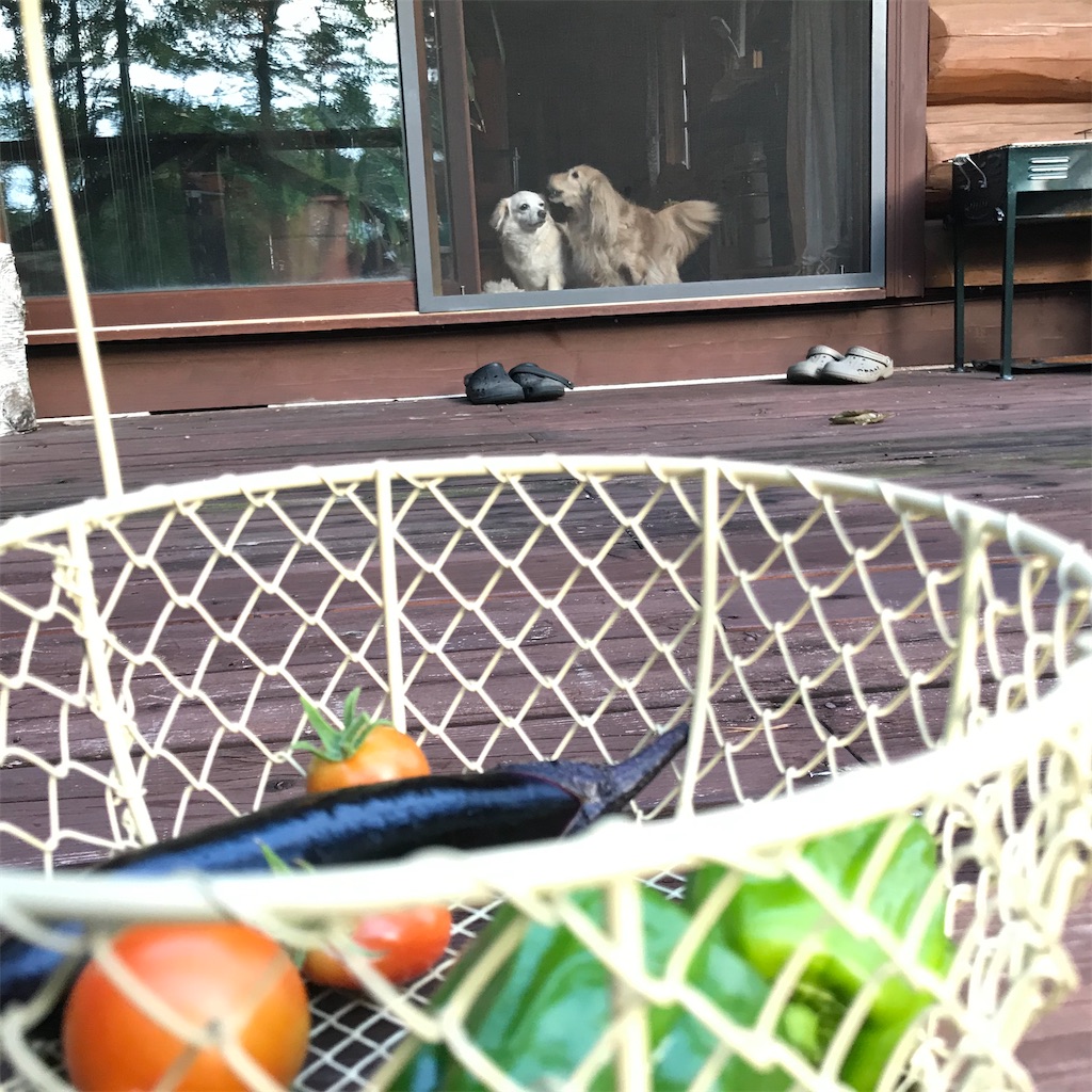 f:id:captaindog082:20200907180512j:image