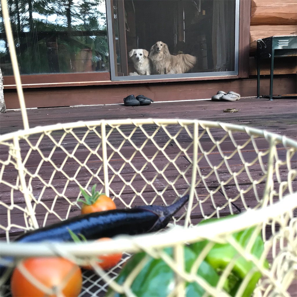 f:id:captaindog082:20200907180530j:image