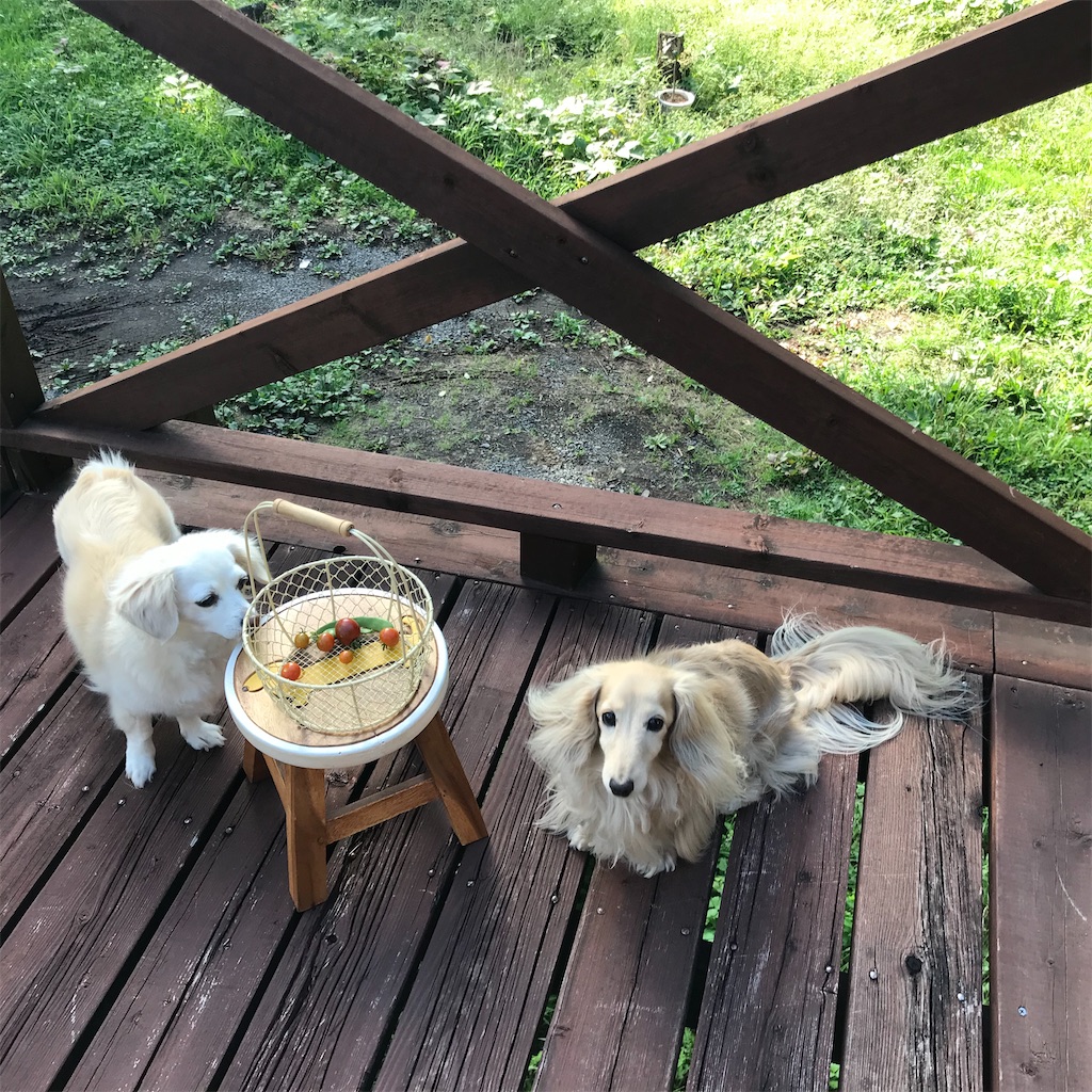 f:id:captaindog082:20200908161319j:image