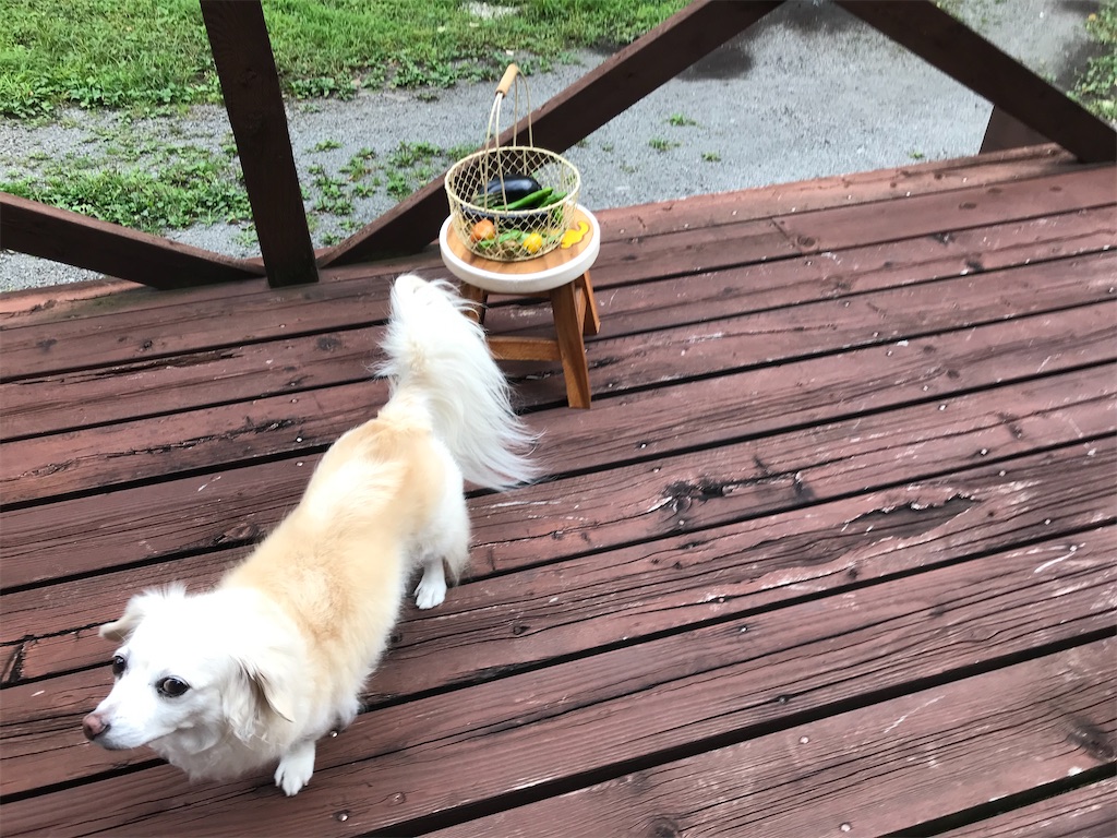 f:id:captaindog082:20200911162128j:image