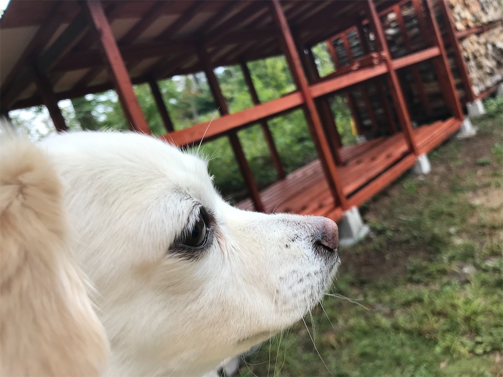 f:id:captaindog082:20200920143051j:image f:id:captaindog082:20200920143051j:image