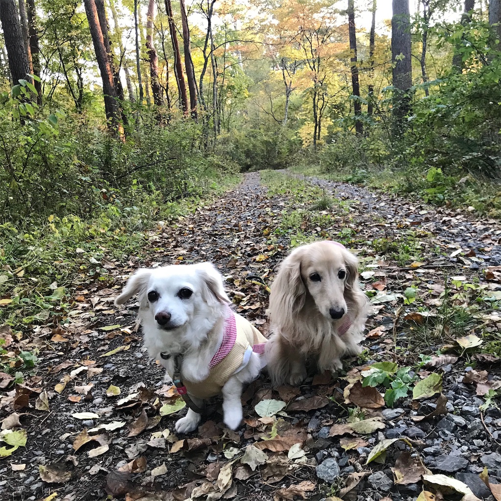 f:id:captaindog082:20201020183551j:image