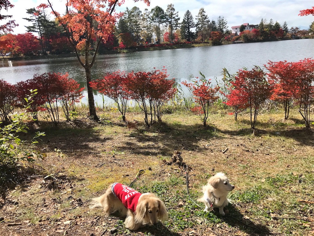 f:id:captaindog082:20201027123414j:image