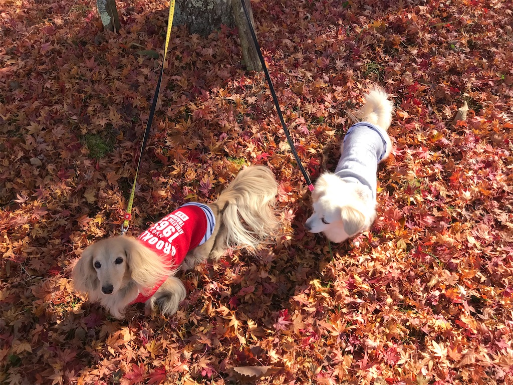 f:id:captaindog082:20201112204622j:image