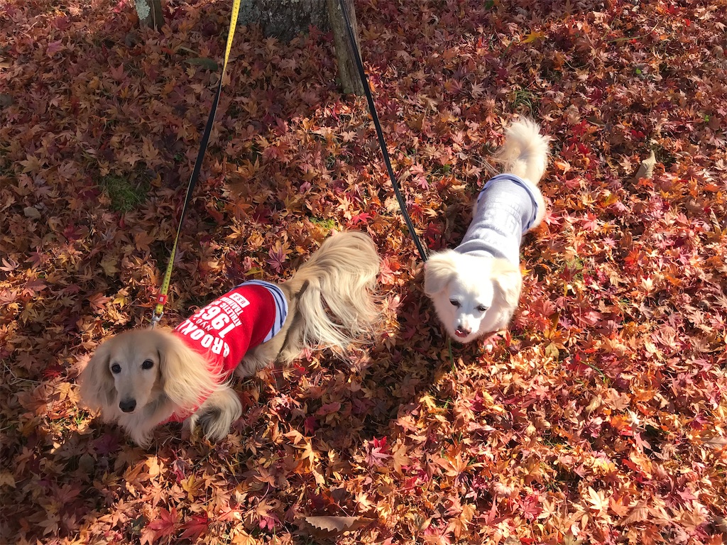f:id:captaindog082:20201112204802j:image
