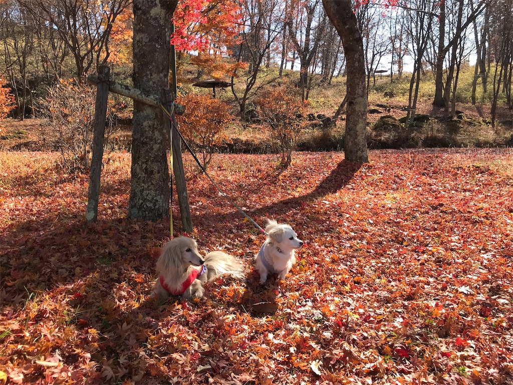 f:id:captaindog082:20201112205038j:image