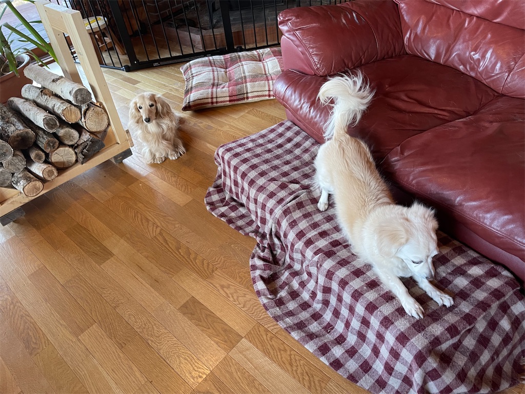 f:id:captaindog082:20201202083739j:image