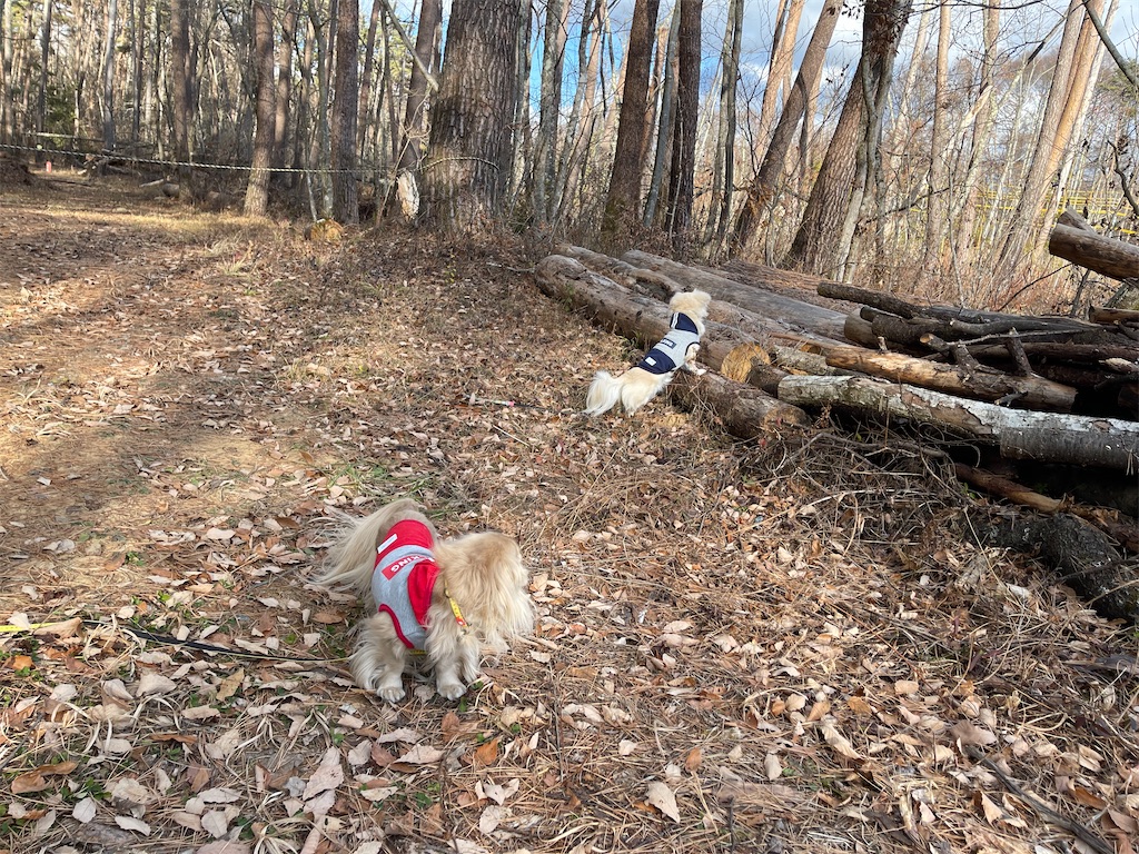 f:id:captaindog082:20201202165059j:image