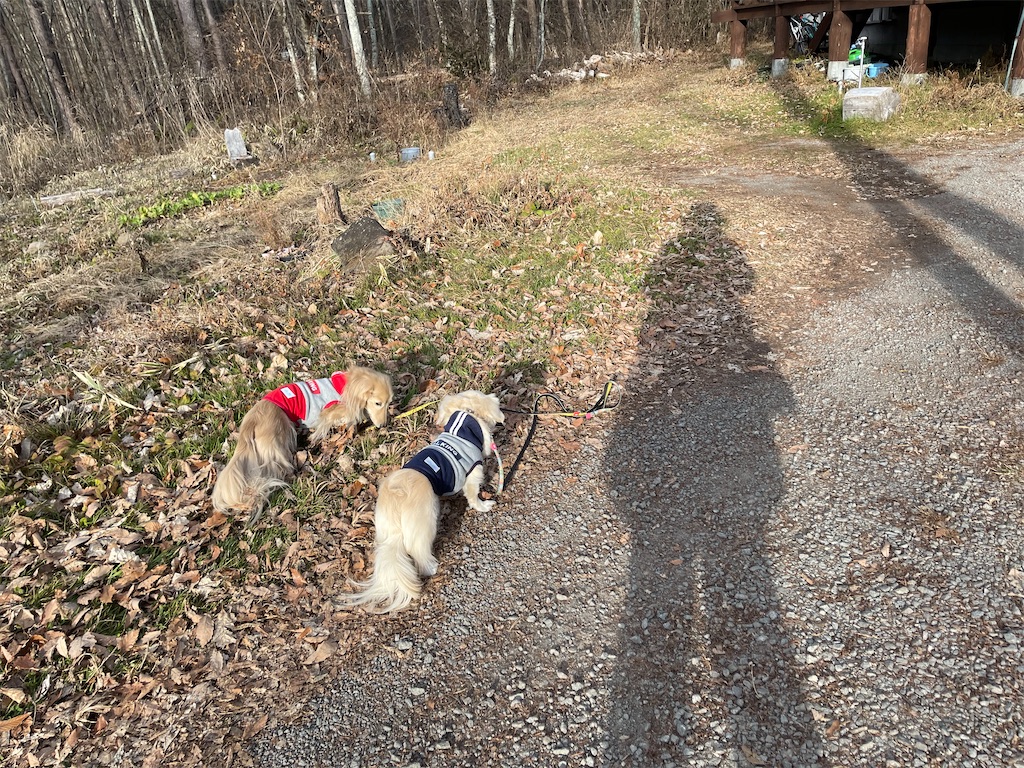 f:id:captaindog082:20201202165102j:image