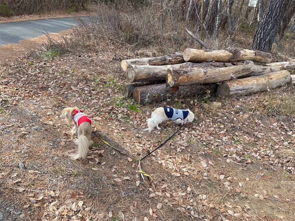 f:id:captaindog082:20201202165109j:image