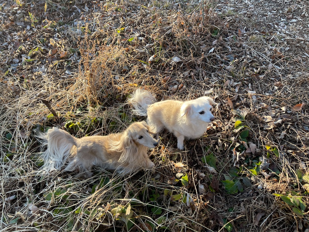 f:id:captaindog082:20201205162428j:image