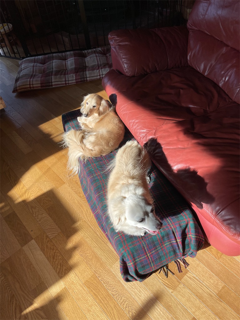 f:id:captaindog082:20201209183951j:image