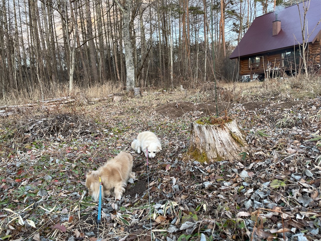 f:id:captaindog082:20201210210243j:image
