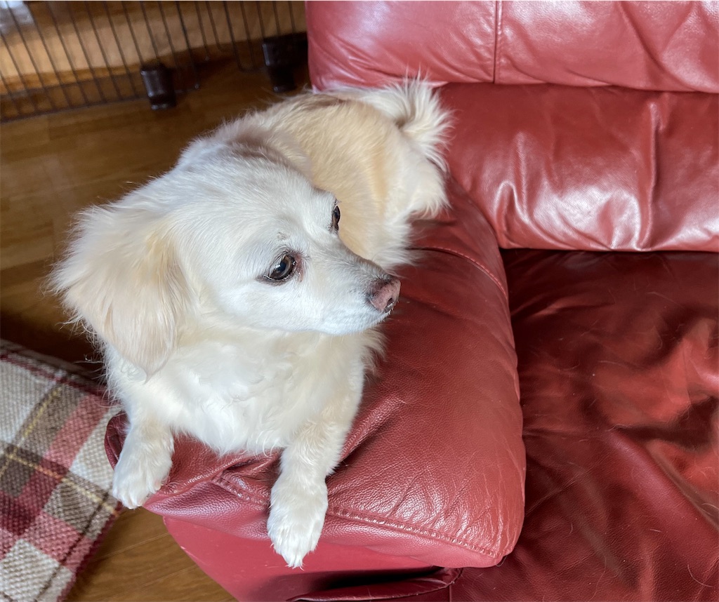 f:id:captaindog082:20201213103232j:image