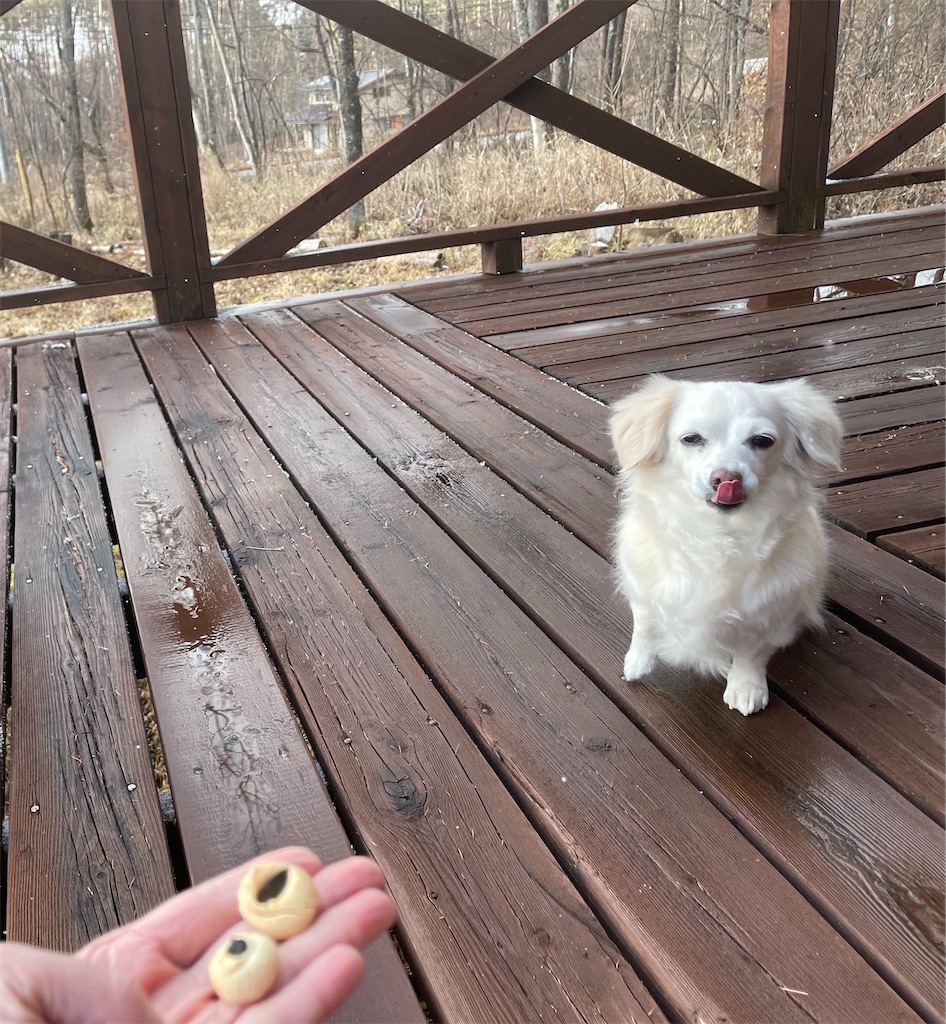f:id:captaindog082:20201214173934j:image