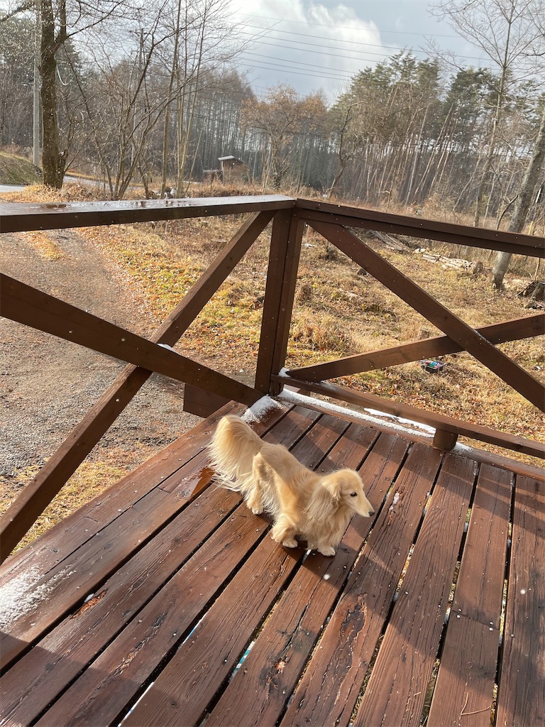 f:id:captaindog082:20201214173945j:image
