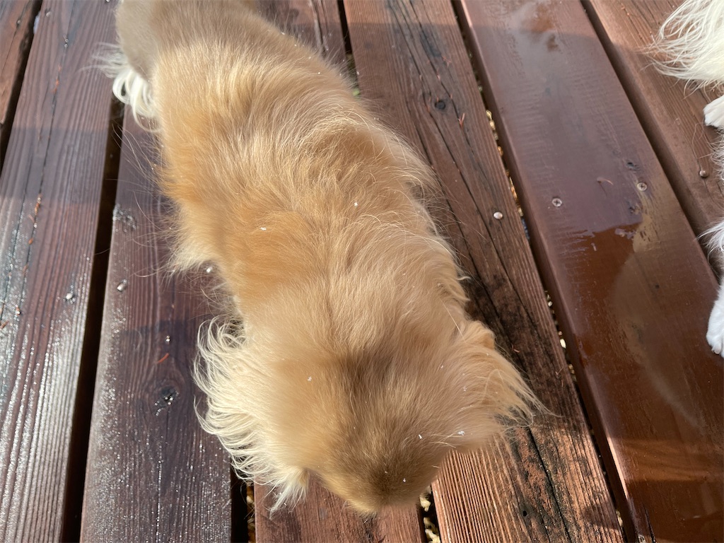 f:id:captaindog082:20201214173952j:image