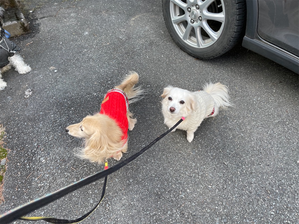 f:id:captaindog082:20201215230516j:image