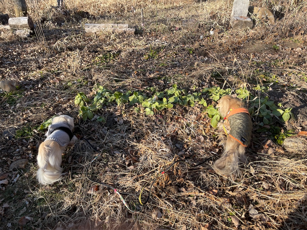 f:id:captaindog082:20201221171009j:image